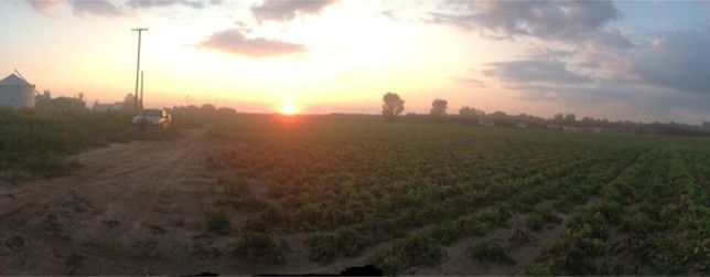 Potato field at sunset