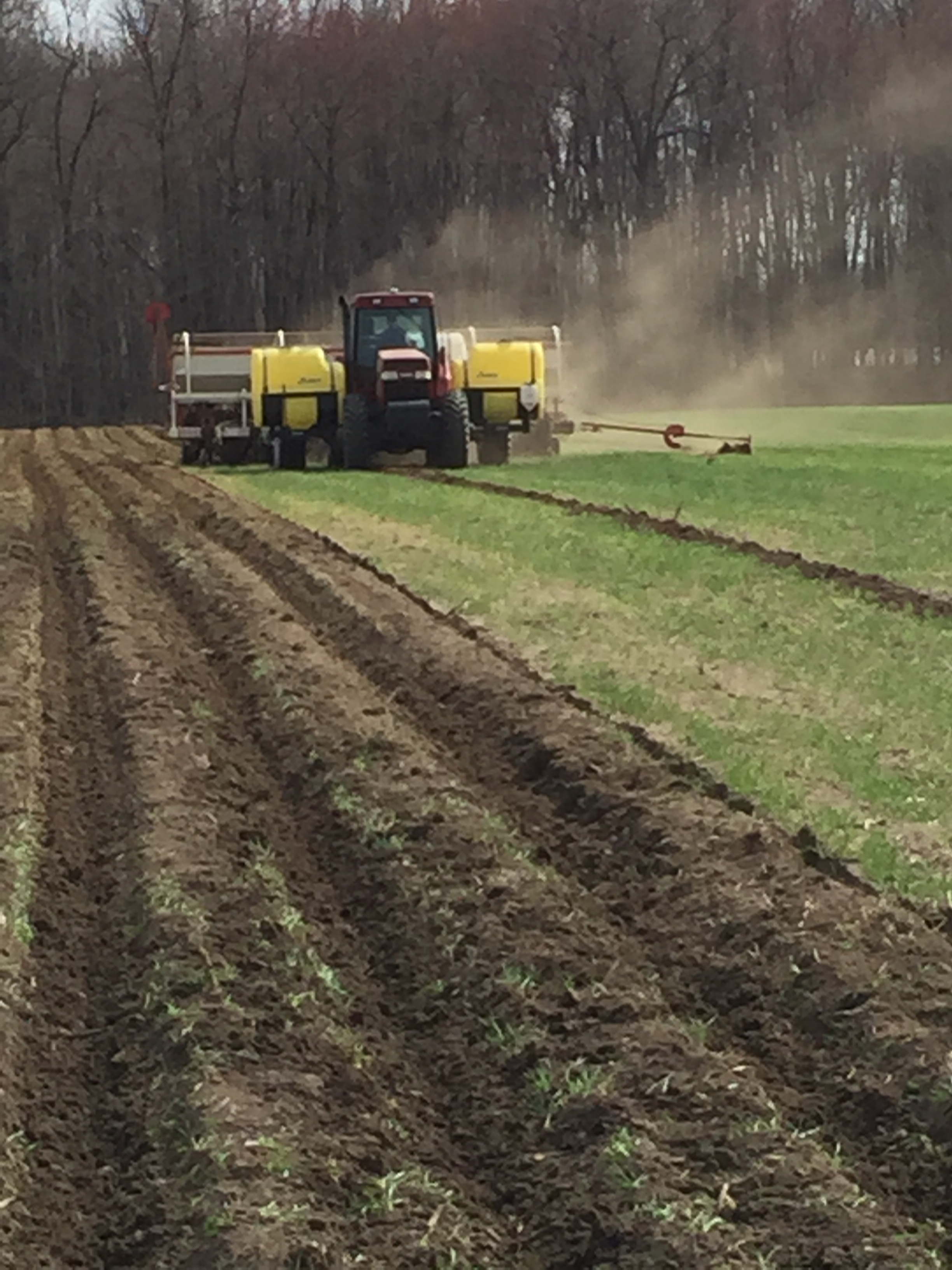 Potato harvesting