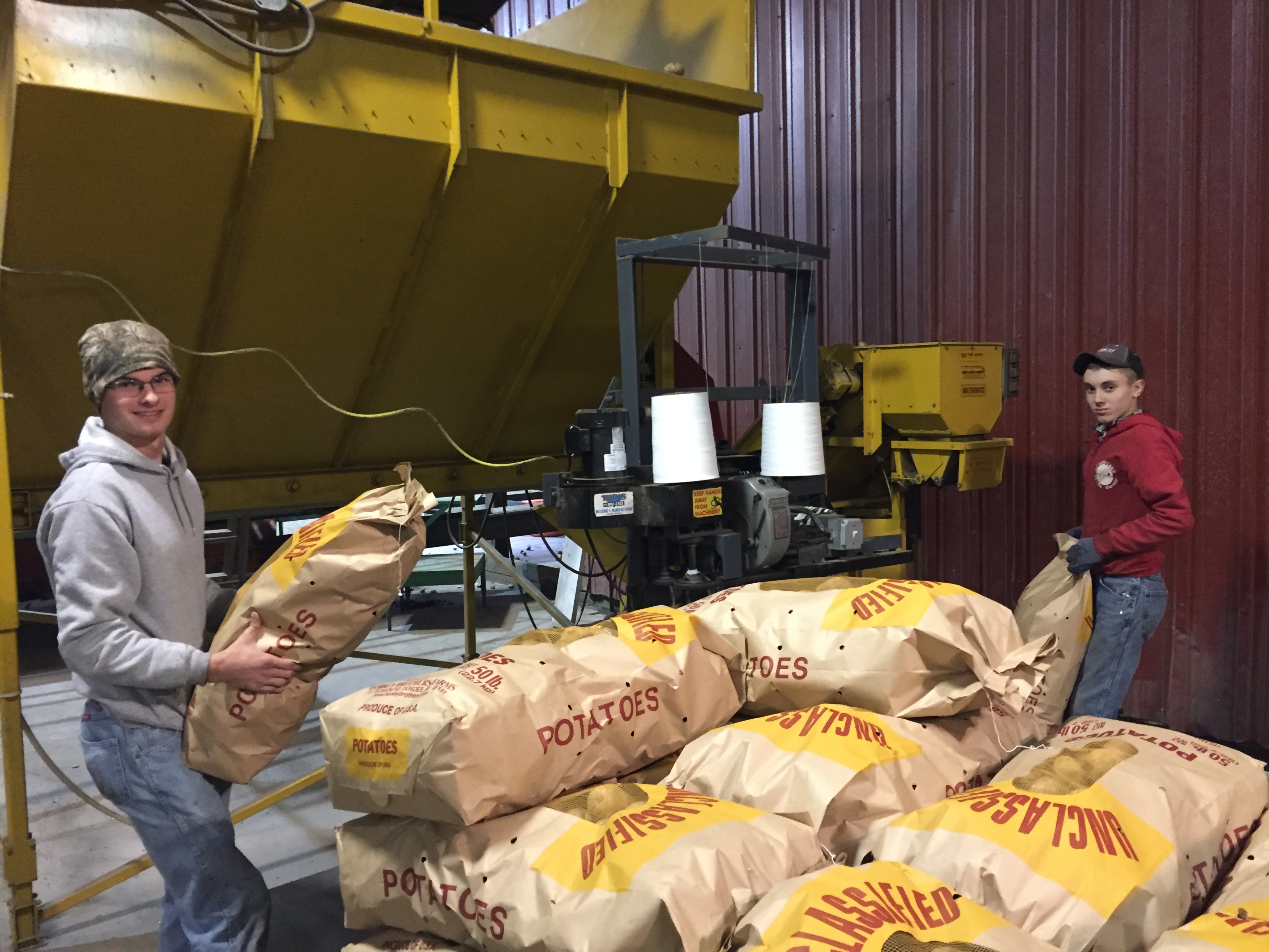 Workers loading potato bags