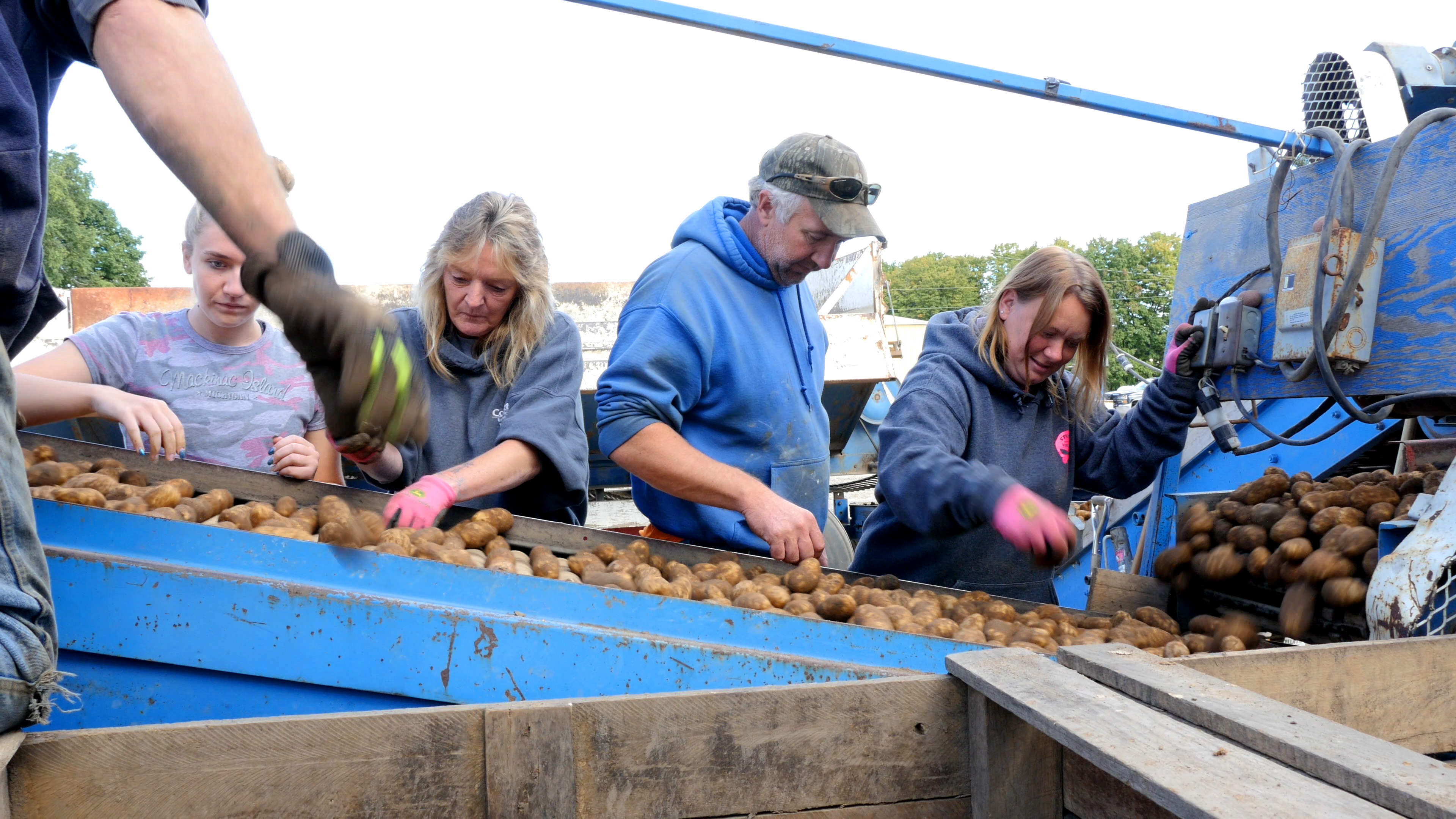 Workers sorting potatoes