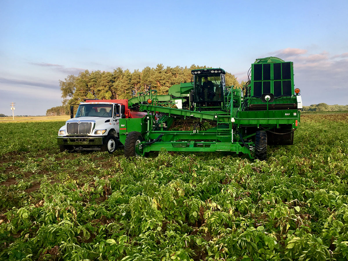 Sandyland potato harvester