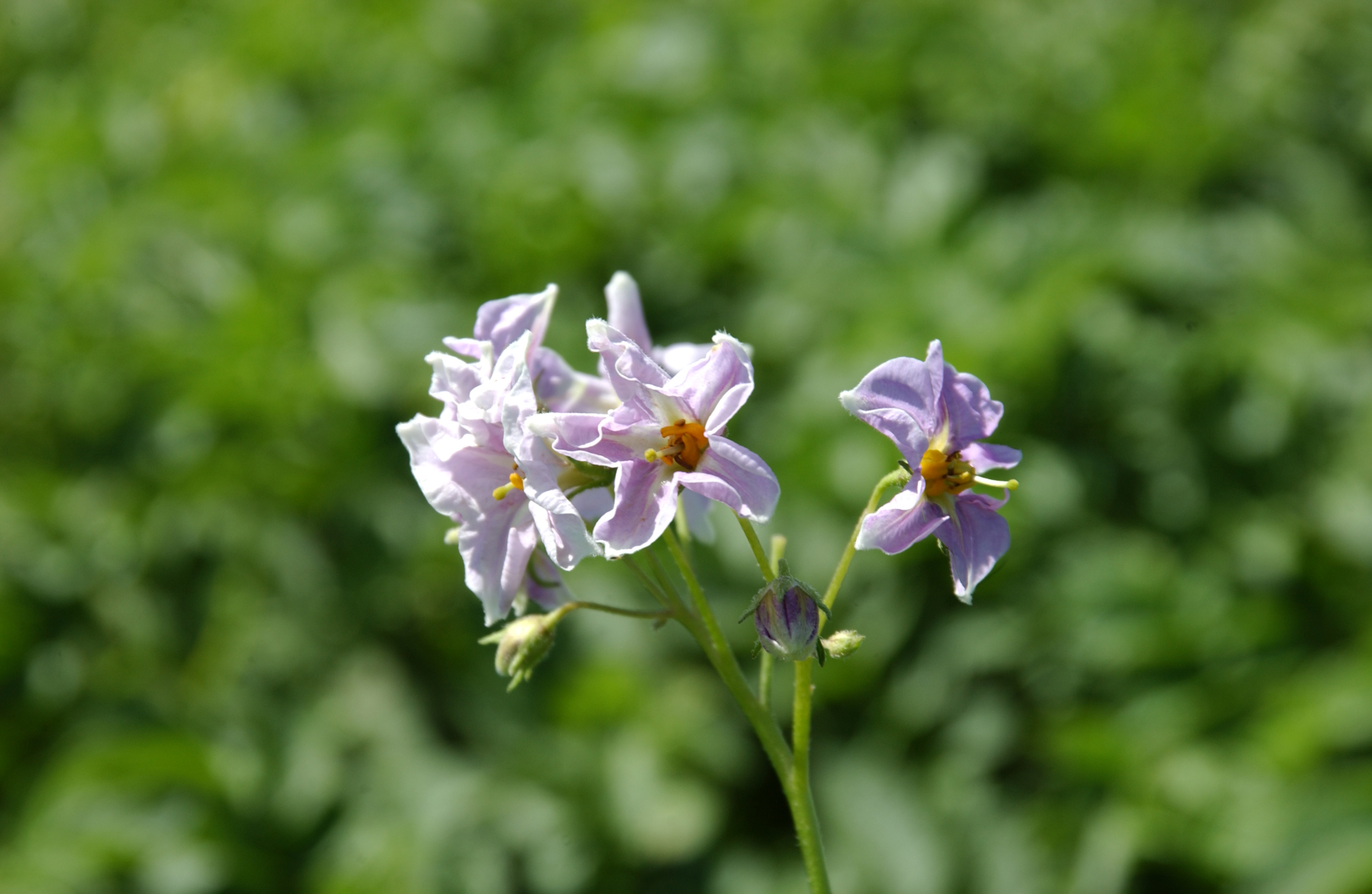 Budding potato flowers in a field of green plants