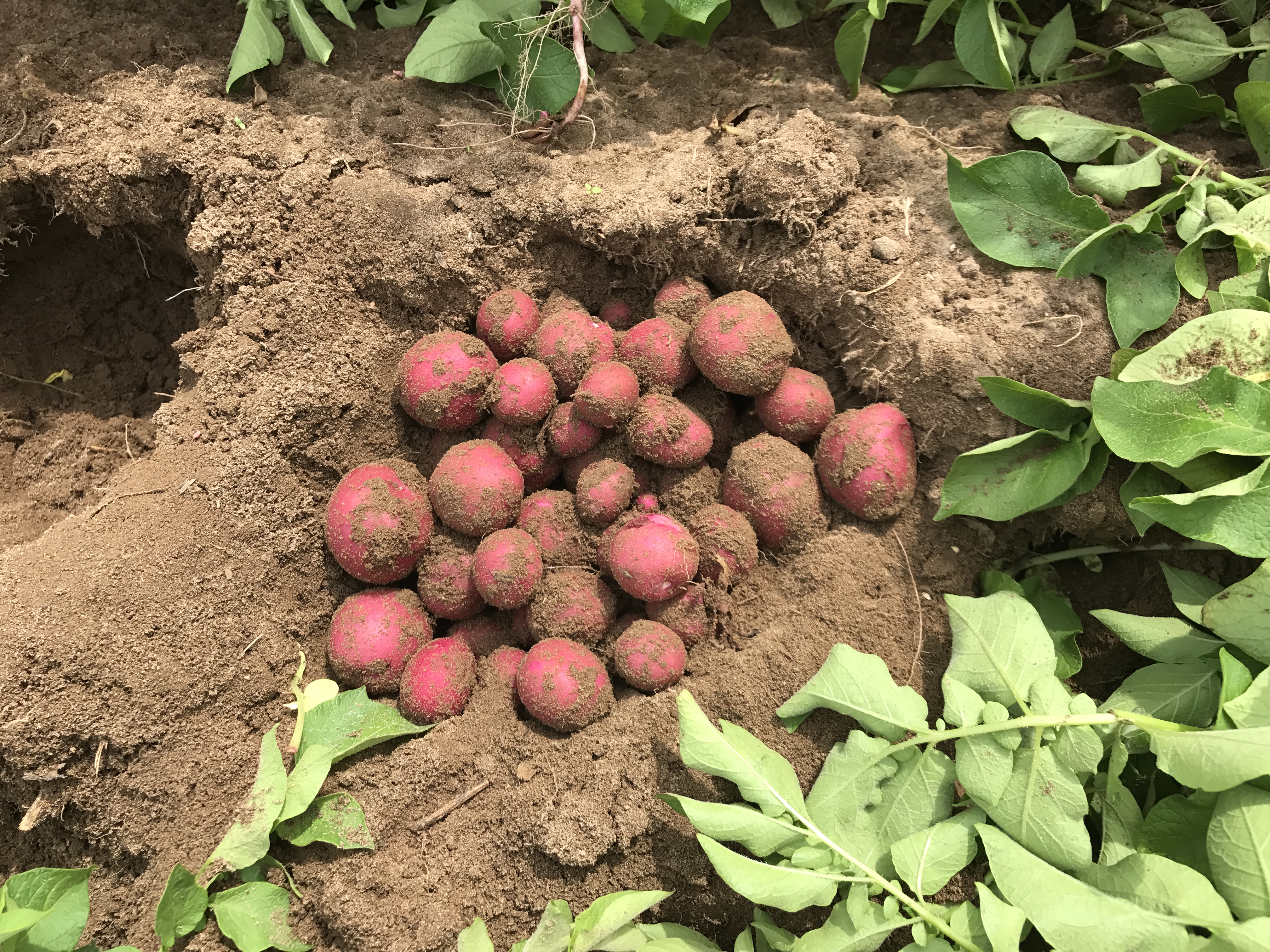 Red Potatoes