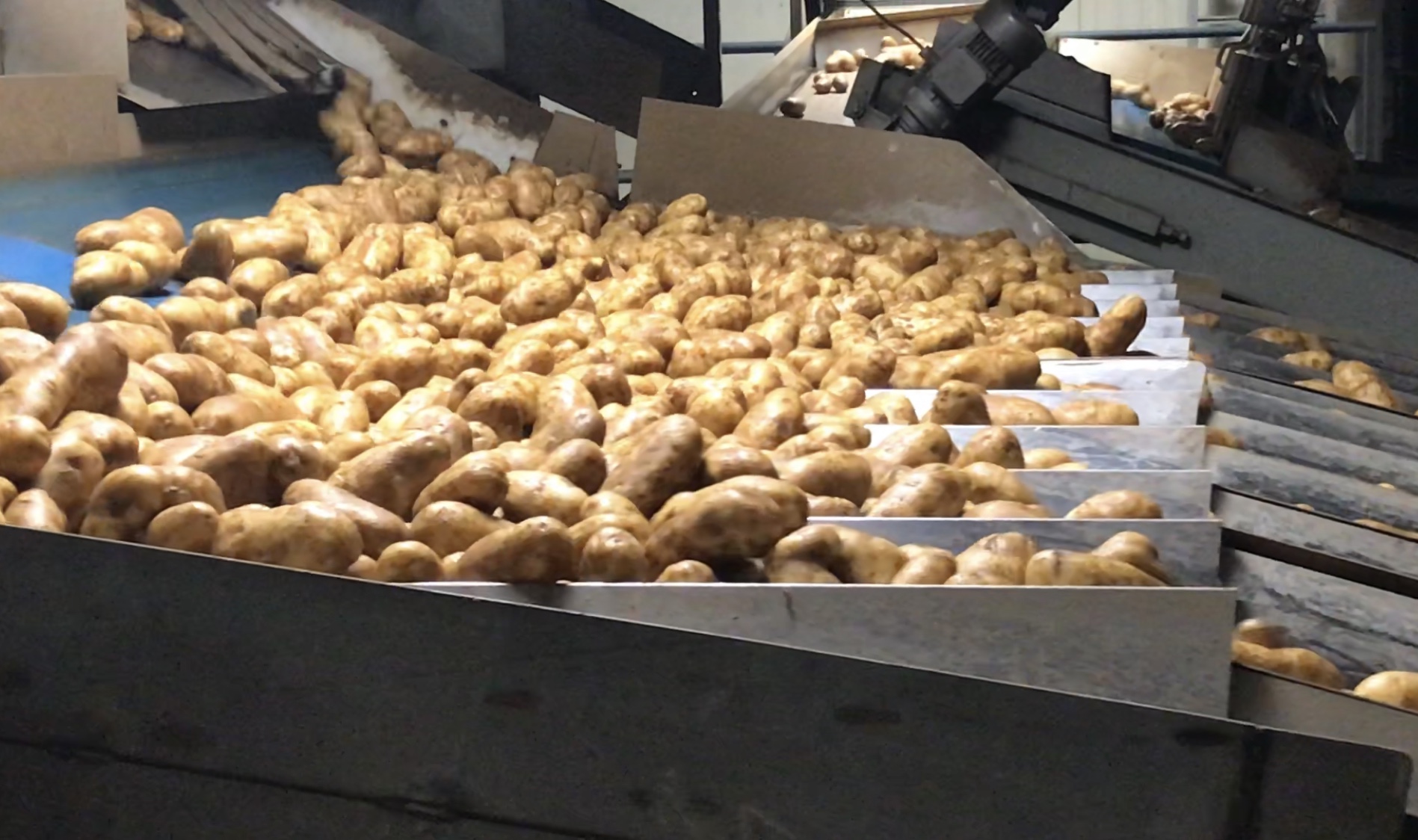 Potato conveyor belt