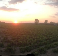 Potato field at sunset