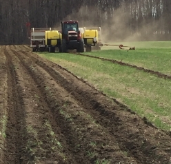 Potato harvesting