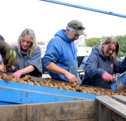 Workers sorting potatoes