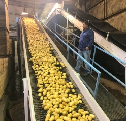 Don Kitchen watching potato processing