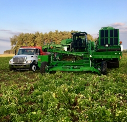Sandyland potato harvester