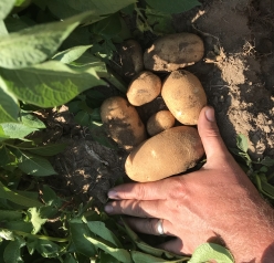 Russets