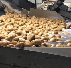 Potato conveyor belt